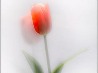 Fiori (5)